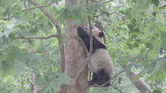 成都熊猫乐园大熊猫