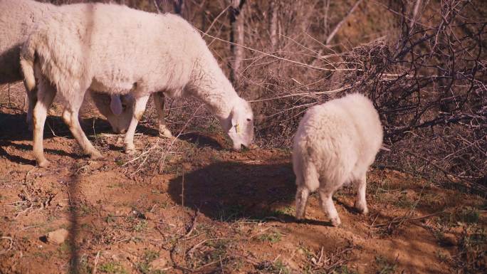早春 黄土高原上的羊群