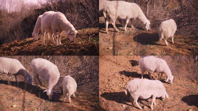 早春 黄土高原上的羊群
