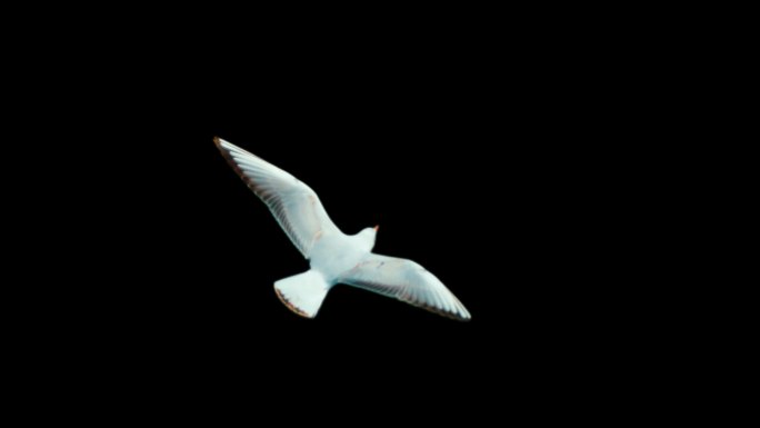 海鸥 抠像