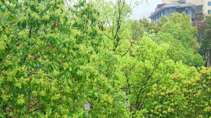 公园大自然雨季下雨雨滴树林树叶雨水