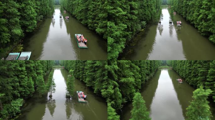 航拍江苏金湖水杉林风光