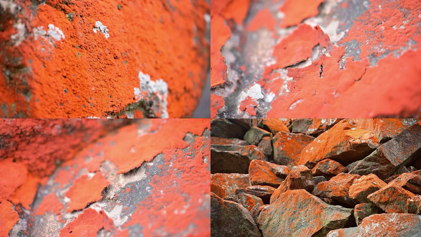 花岗岩石上生长的约利橘色藻红色青苔