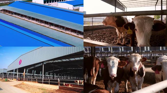 4k西门塔尔牛场宣传片素材