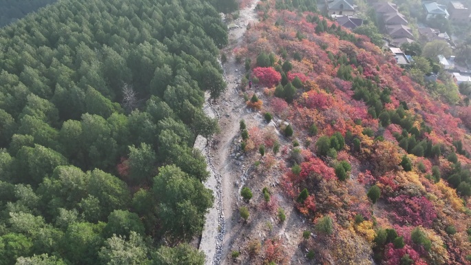 济南蝎子山红叶