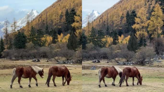 高原雪山两匹马一边行走一边悠闲自在的吃草