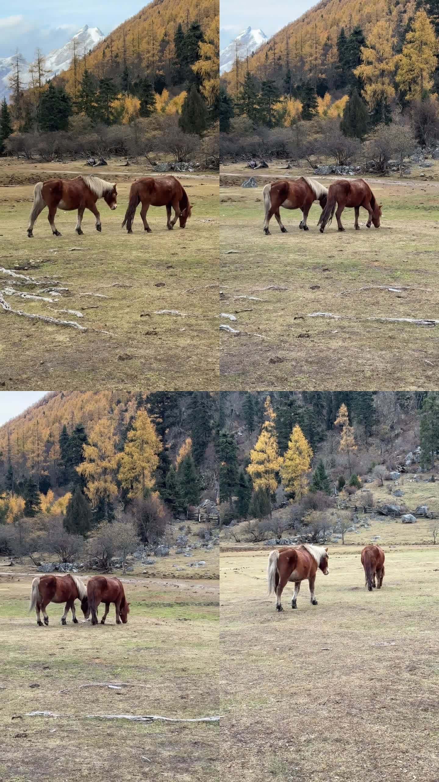 高原雪山两匹马一边行走一边悠闲自在的吃草