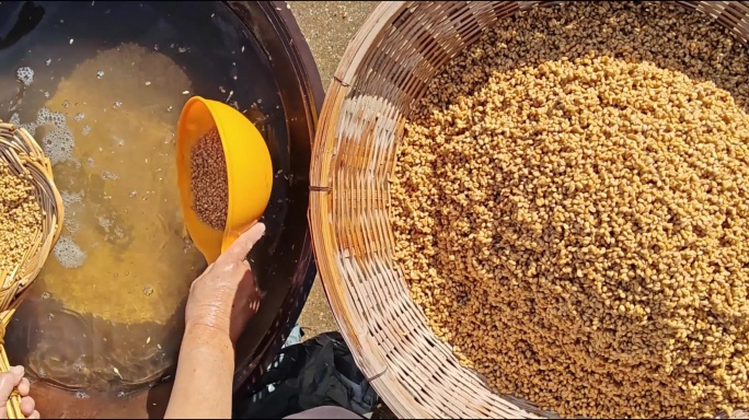洗麦 勤劳农民洗晒小麦准备磨面粉 4k