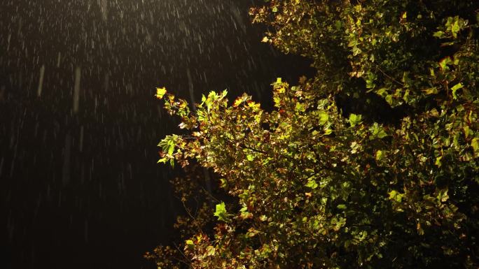 秋季夜间降雨秋雨凄凉寒冷落叶秋雨