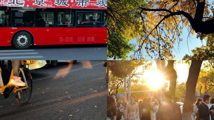 北京秋 人群过红路灯 树叶黄了 单车