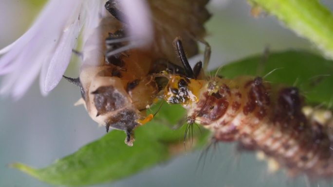 昆虫园：凶残的蚜狮