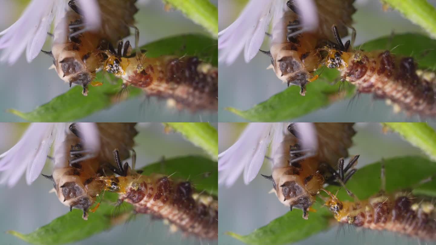 昆虫园：凶残的蚜狮