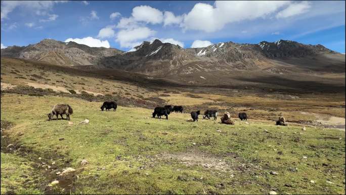 高原山脉草坪牦牛群悠闲自在的觅食
