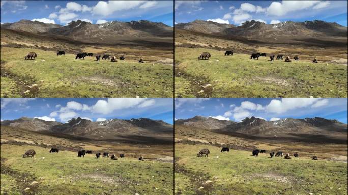 高原山脉草坪牦牛群悠闲自在的觅食
