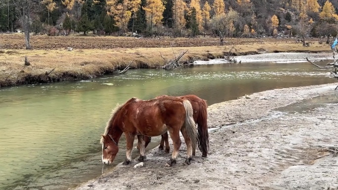 两匹马儿河边喝水