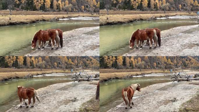 两匹马儿河边喝水