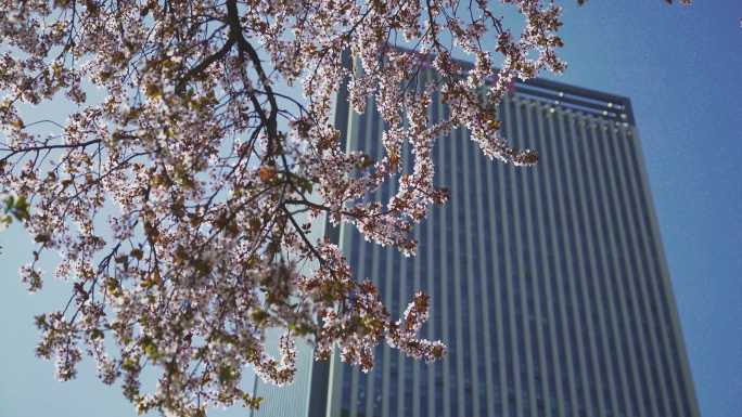 春天 开满鲜花的城市街道