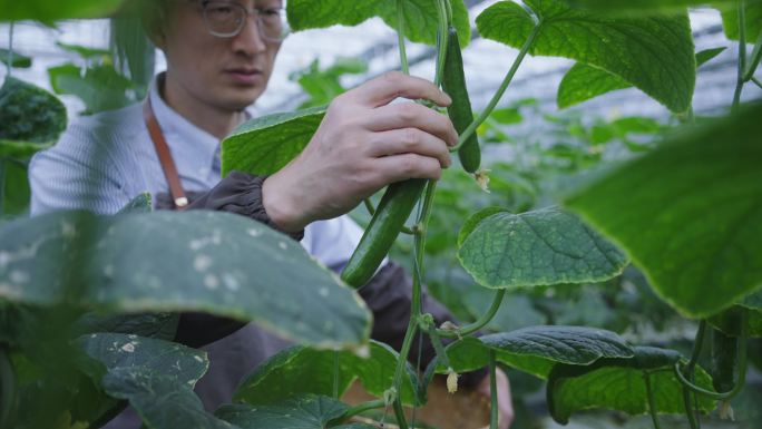 农民在黄瓜种植基地采摘黄瓜