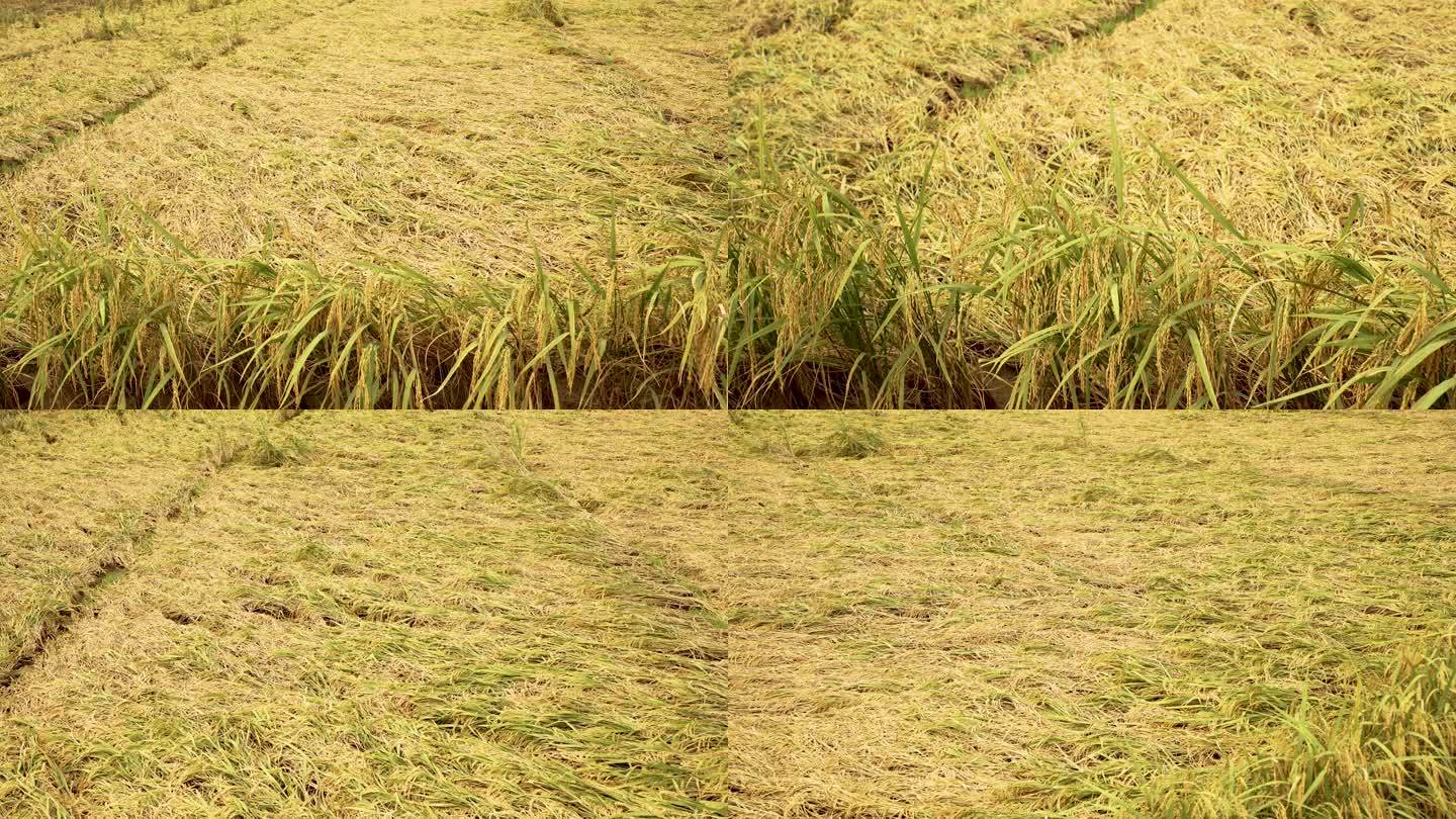被台风吹倒贴地的水稻庄稼