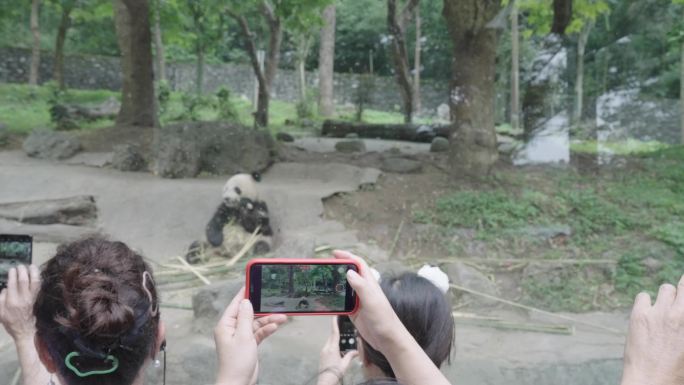 成都熊猫乐园大熊猫