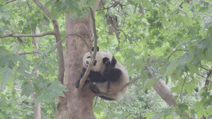 成都熊猫乐园大熊猫