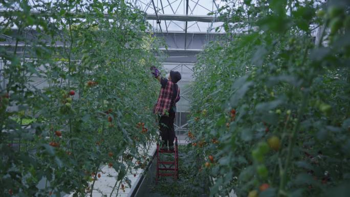 农民在番茄种植基地修剪西红柿枝叶