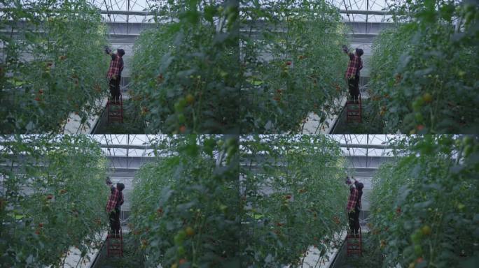 农民在番茄种植基地修剪西红柿枝叶