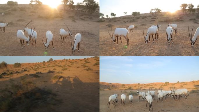 一群沙漠上的羚羊