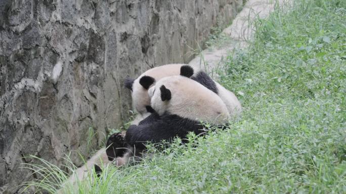 成都熊猫乐园大熊猫