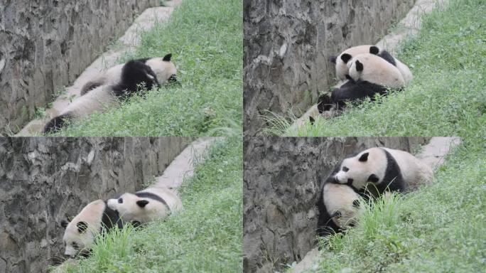 成都熊猫乐园大熊猫