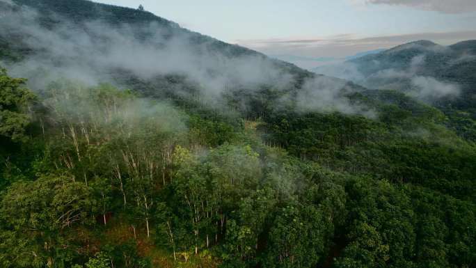 云南普洱山区雾气笼罩万亩橡胶林