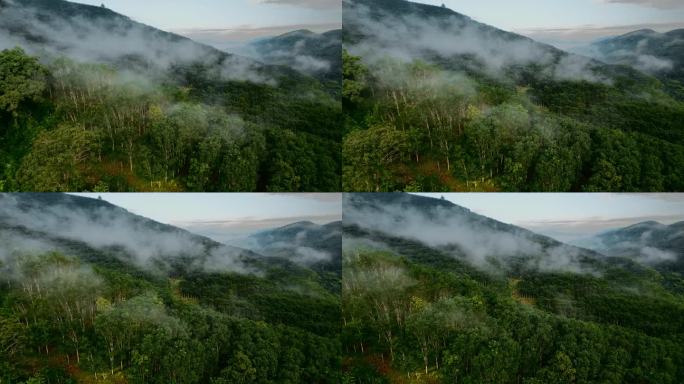 云南普洱山区雾气笼罩万亩橡胶林