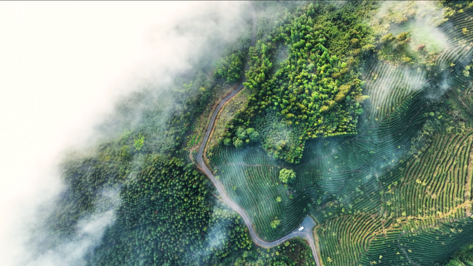 高山茶园云雾缭绕原生态茶山