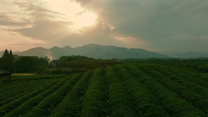 浙江杭州龙井村雾茶山 夕阳下茶山上的亭子