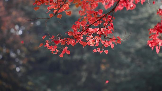 洛阳隋唐植物园的乌桕树