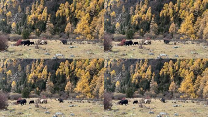川西高原秋天彩林风光 牦牛在草坪上觅食