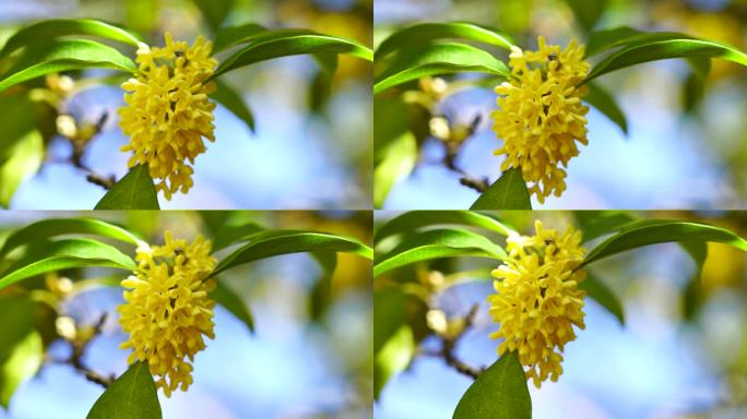 晴朗天气里的桂花树，桂花盛开满枝头空镜