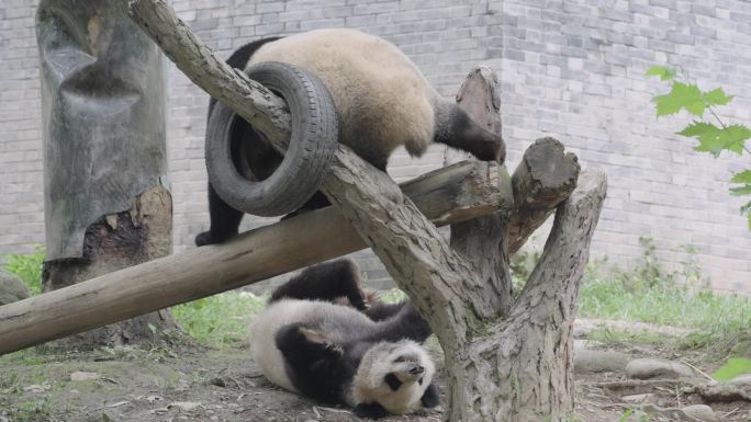 成都熊猫乐园大熊猫