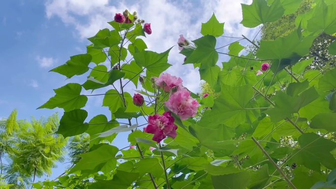 被风吹动的芙蓉花