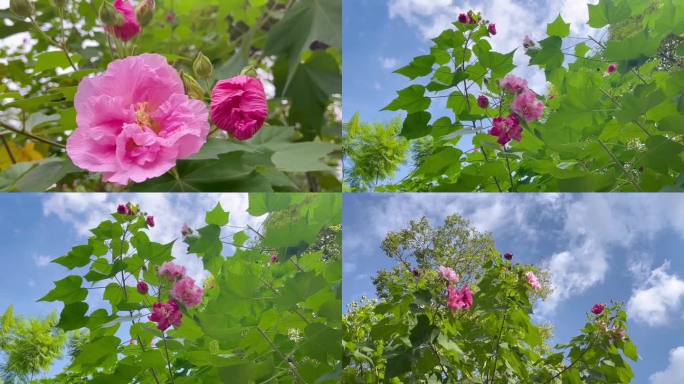 被风吹动的芙蓉花