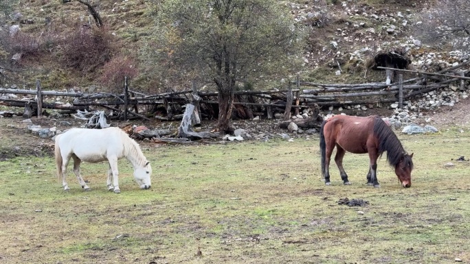 两匹马自在觅食 吃草