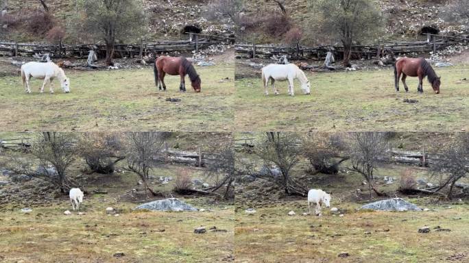 两匹马自在觅食 吃草