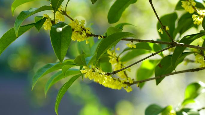 晴朗天气里的桂花树，桂花盛开满枝头空镜