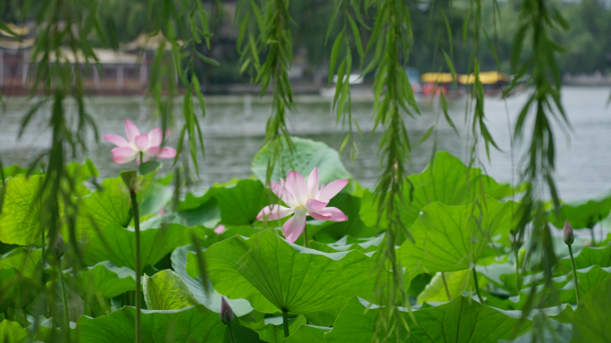 大明湖荷花