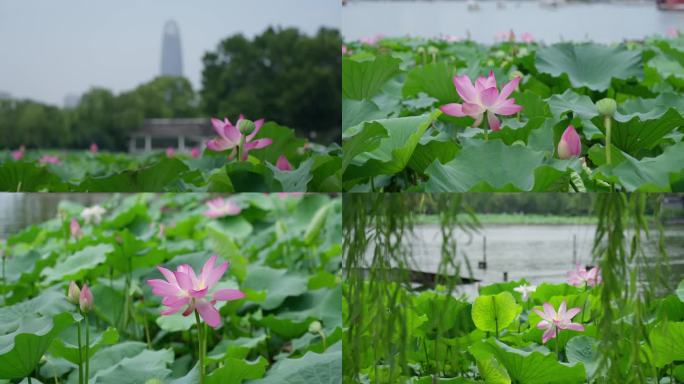 大明湖荷花