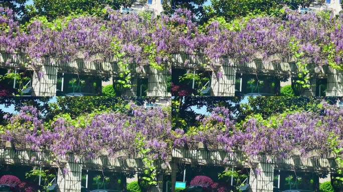 公园空镜头风景景色美景紫藤萝