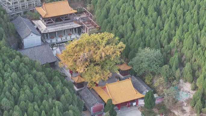 济南淌豆寺千年银杏