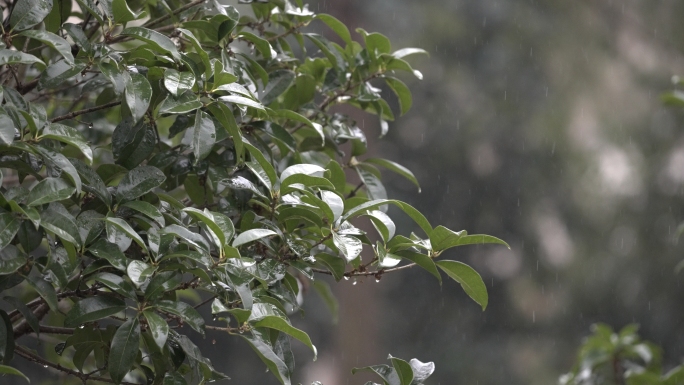 秋雨下雨天坏天气