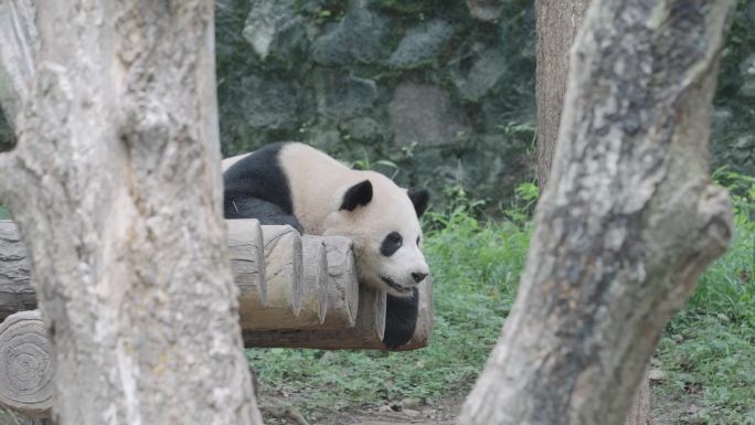 成都熊猫乐园大熊猫