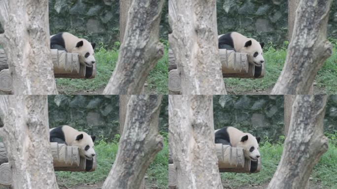 成都熊猫乐园大熊猫